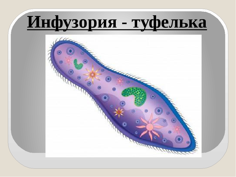 Инфузорию туфельку как нарисовать