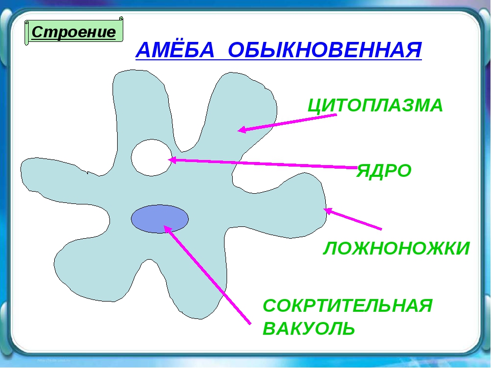 Амеба картинка с подписями