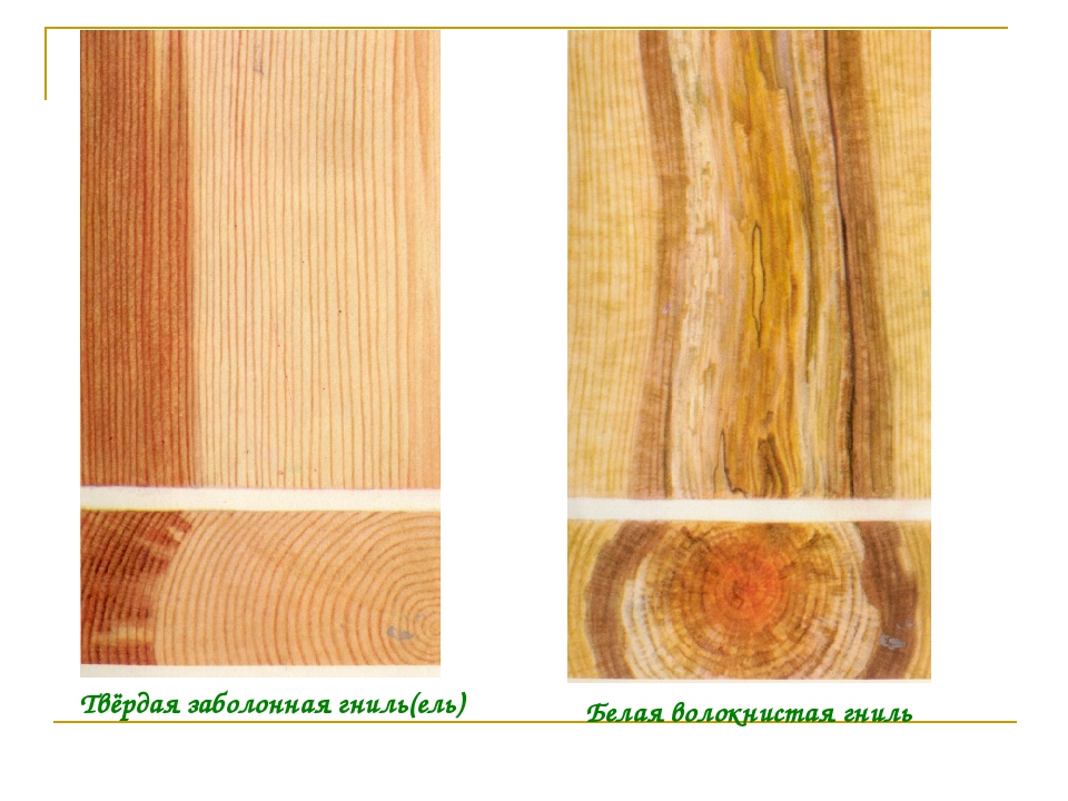Заболонная древесина. Заболонная гниль древесины. Гниль ядровая заболонная. Твердая заболонная гниль. Пороки древесины заболонная гниль.