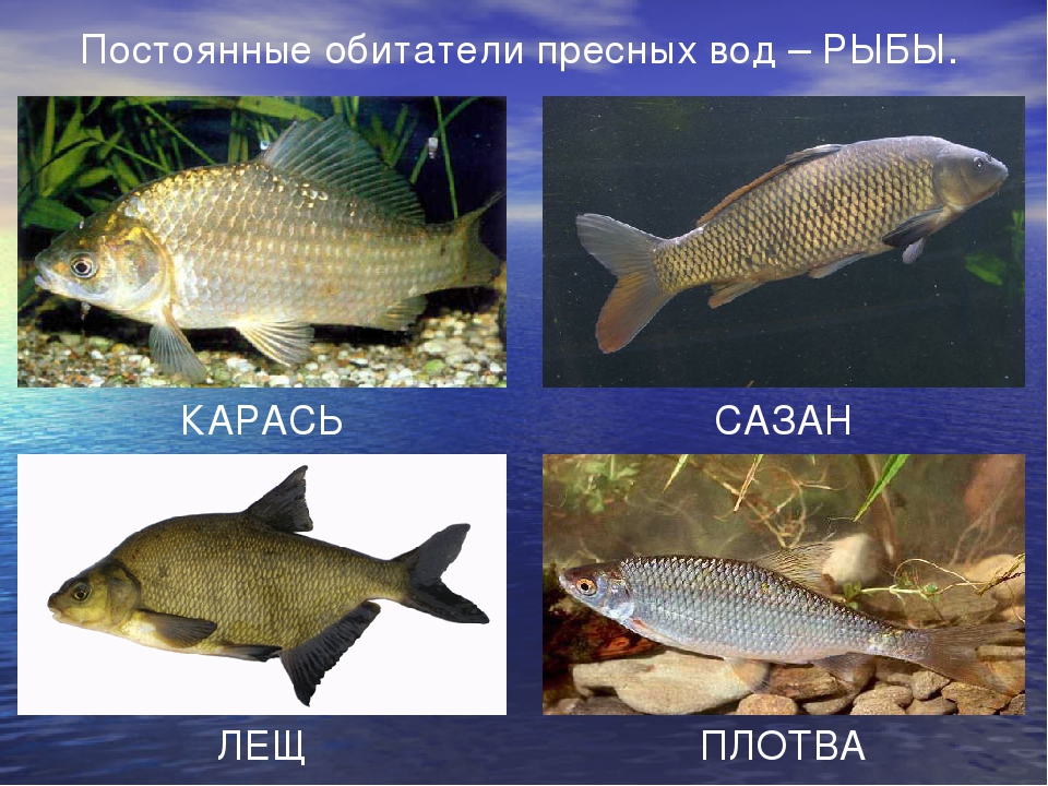 Рыбы обитатели водоемов