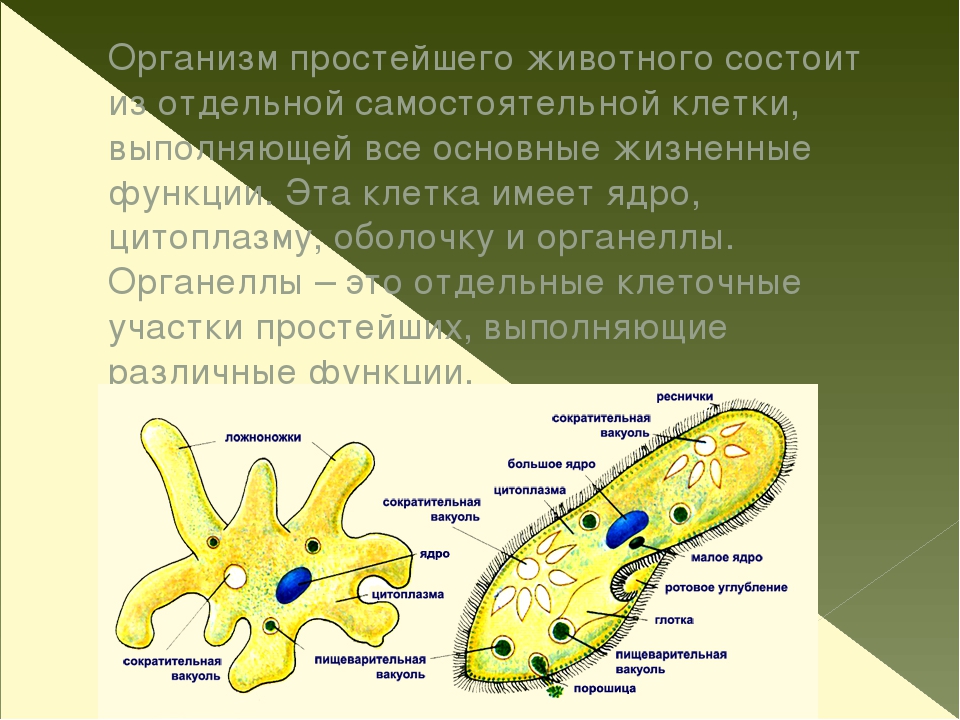 Какое строение имеет клетка. Клетка простейших состоит. Тело простейших животных. Схема простейших организмов. Клетки простейших животных.