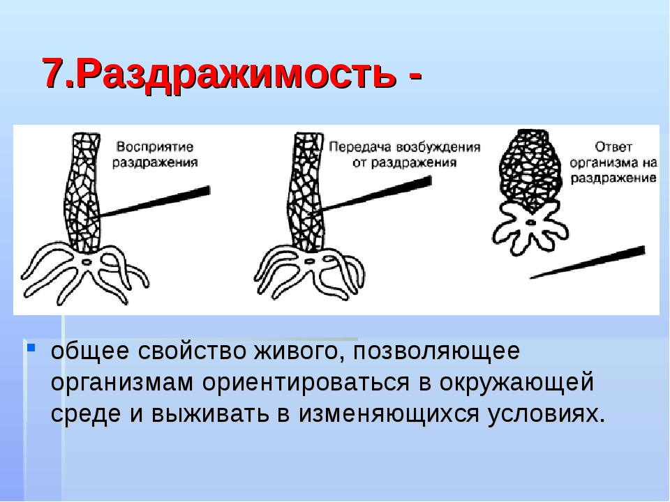 Раздражимость в биологии рисунок