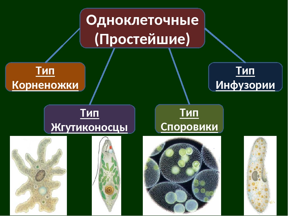 На какой фотографии изображен представитель простейших