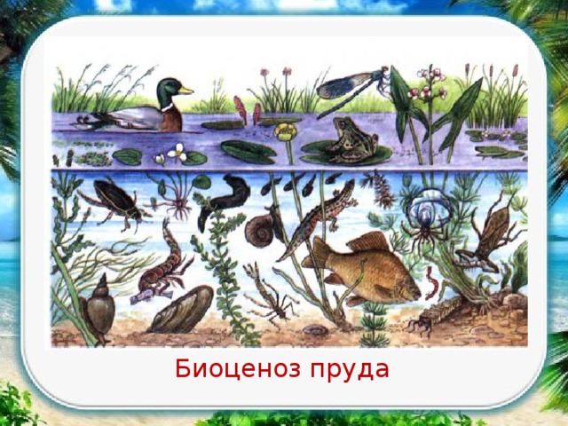 Природное сообщество водоем рисунок