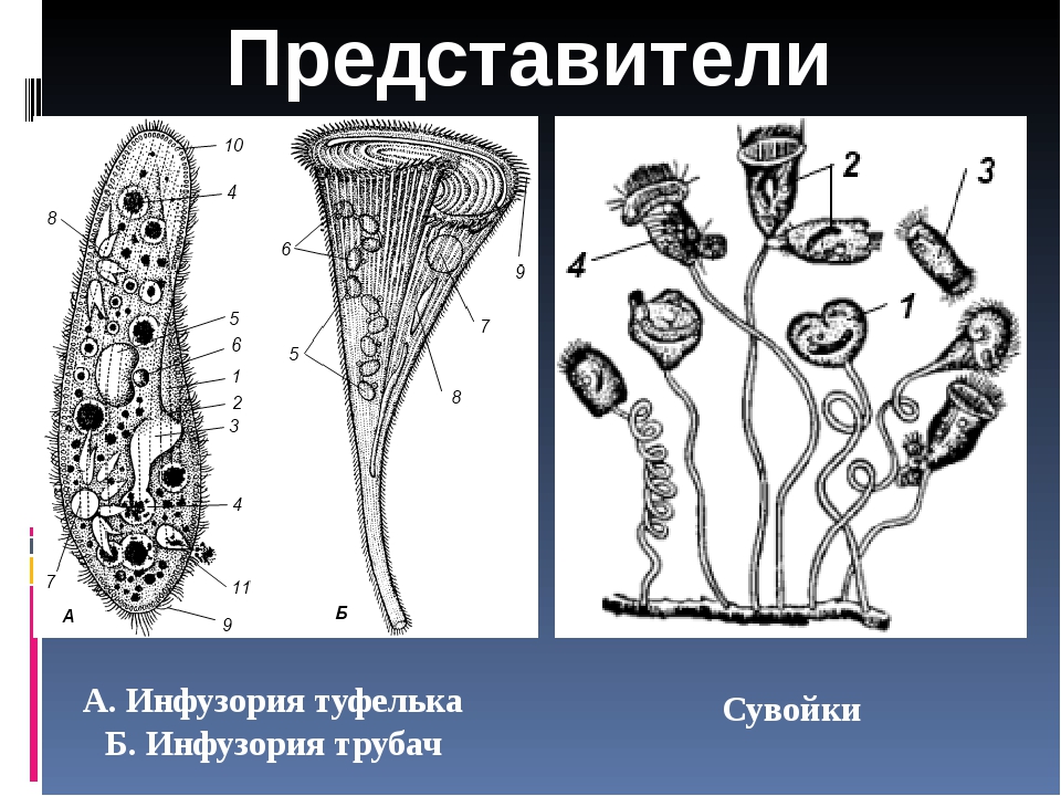 Инфузория трубач рисунок