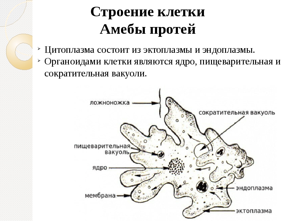 Строение амебы рисунок с подписями