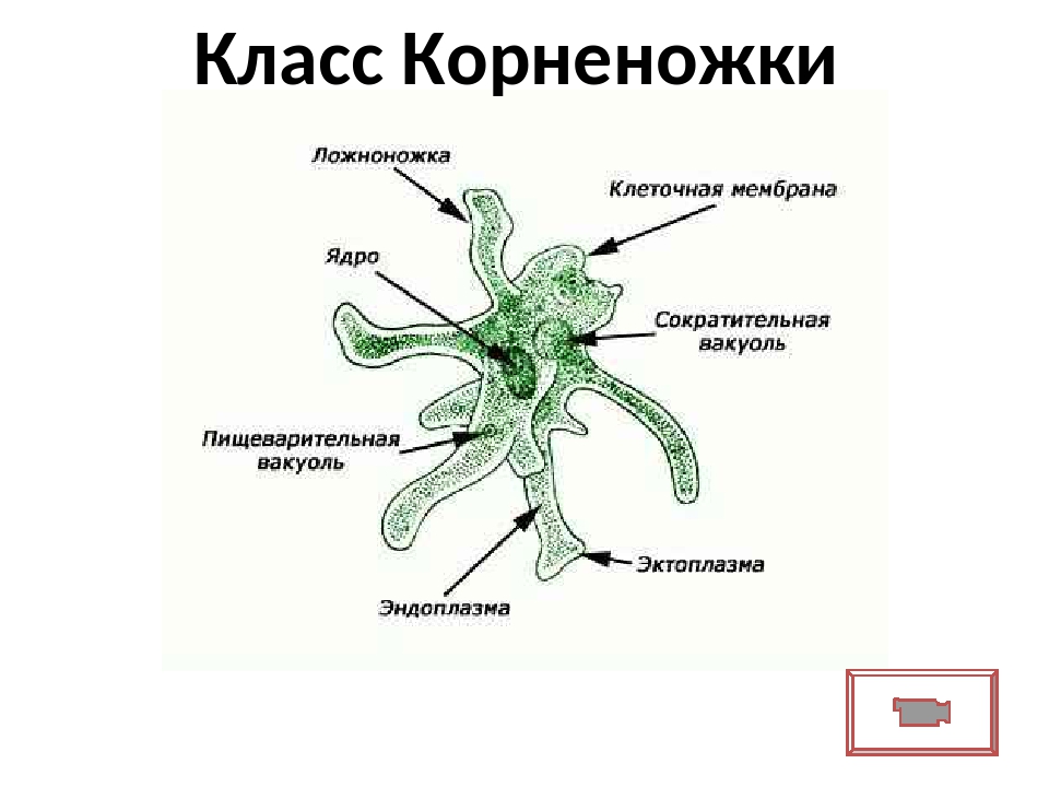 Органелла переваривающая питательные вещества на рисунке