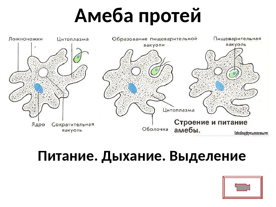 Амеба картинка с подписями