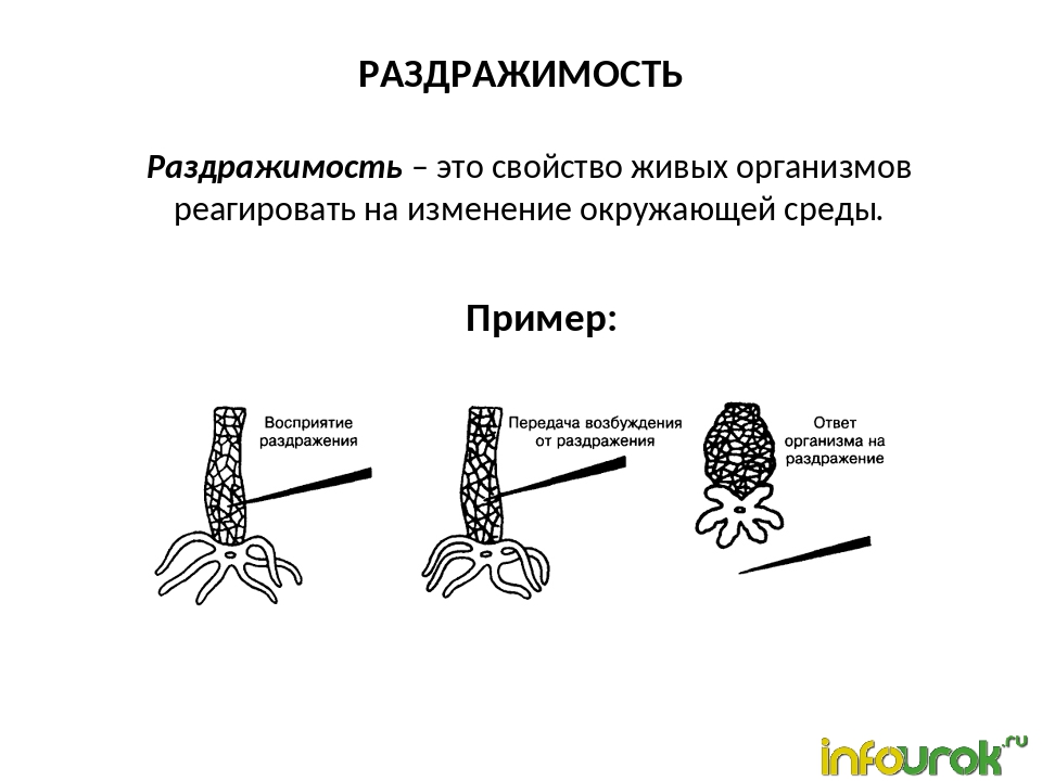 Примеры раздражимости у растений и животных. Раздражимость. Раздражимость свойство живых организмов. Раздражимость примеры. Раздражимость в биологии примеры.