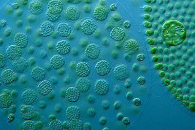 почему вольвокс относят к одноклеточным организмам