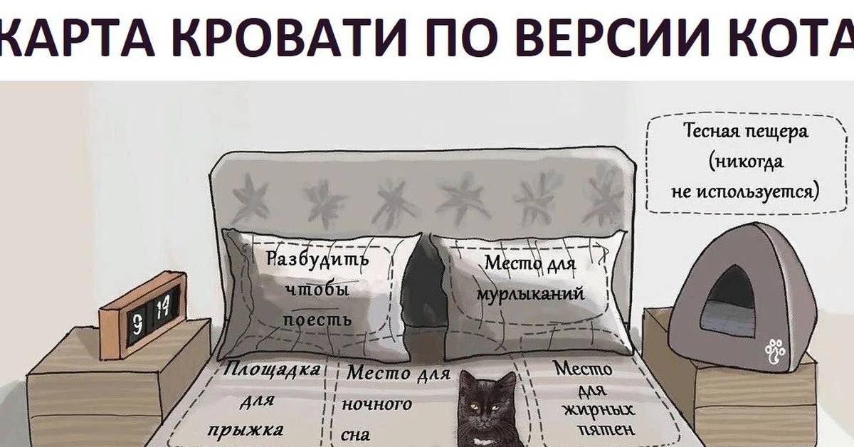 Почему кошка гадит