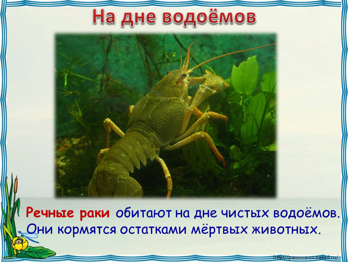 Раки живут в пресной воде. Обитатели на дне водоема. Животные на дне водоема. Кто обитает на дне водоема. Животные пресных водоемов 4 класс.