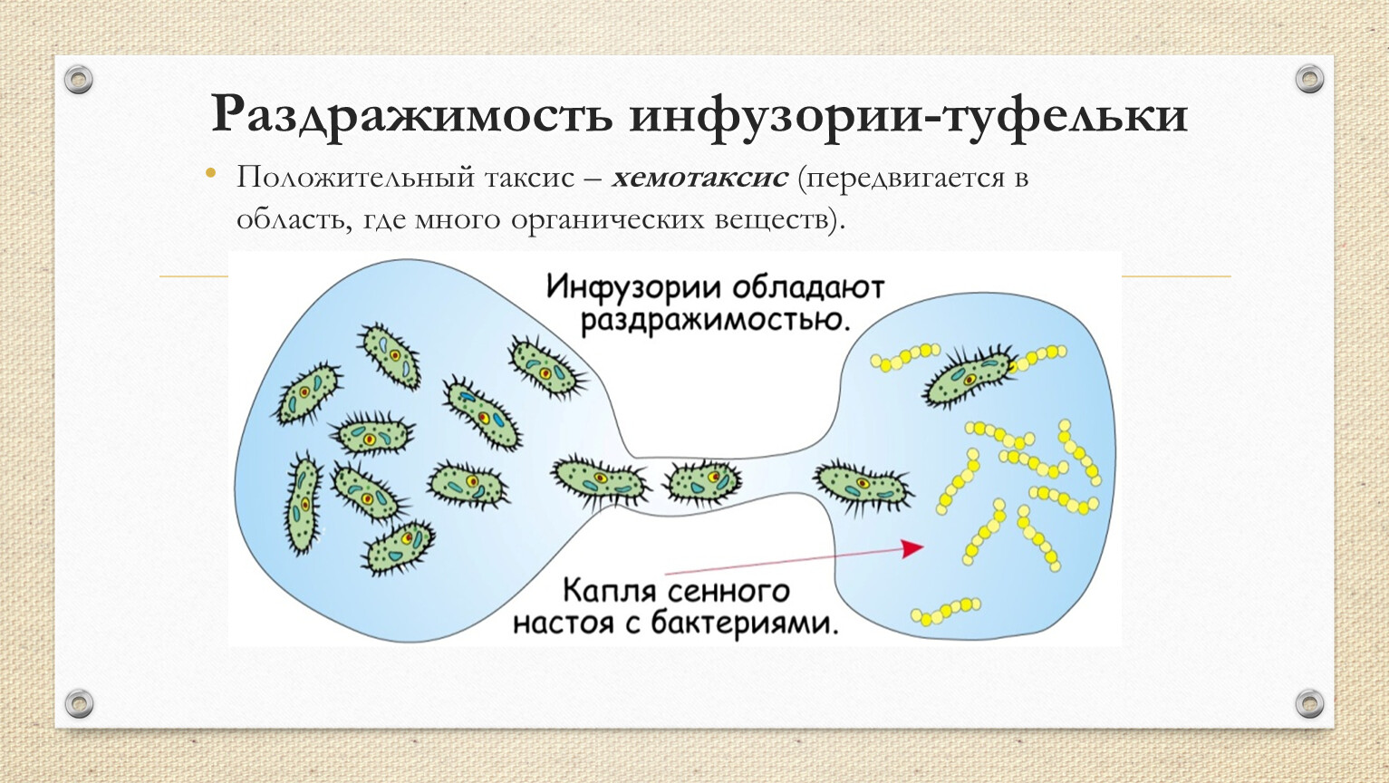 Раздражимость клетки. Раздражимость таксис. Хемотаксис инфузорий. Термотаксис у одноклеточных. Отрицательный хемотаксис у амеб.