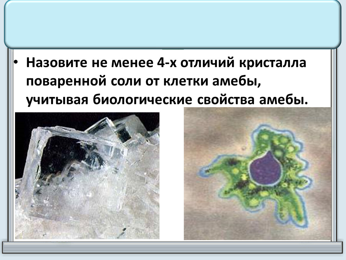 В озеро бросили кристаллик соли. Амеба и соль. Реакция амебы на соль. Амеба и Кристаллик соли. Движение амебы от кристаллика соли.