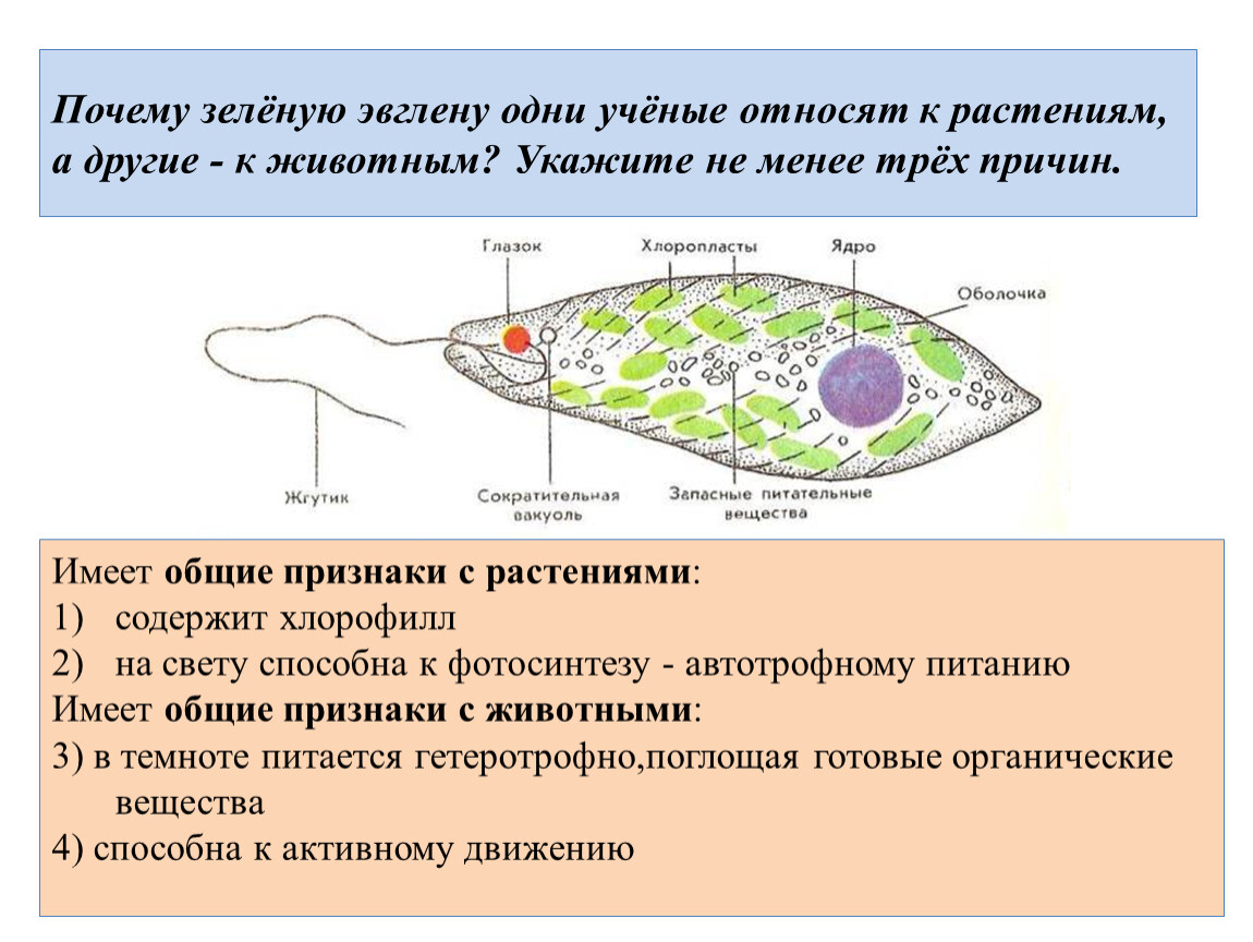 Относится почему и