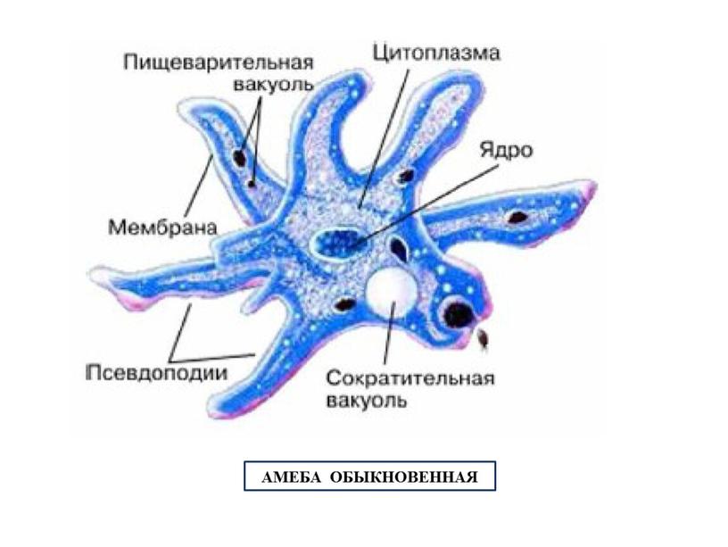 Амеба на белом фоне