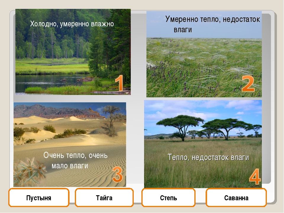 Тесты природные зоны 5 класс. Тайга тундра пустыни степи. Тундра – Тайга – Саванна – степь - пустыня. Природные зоны тундра Тайга степь пустыня. Природные зоны России степи и пустыни.
