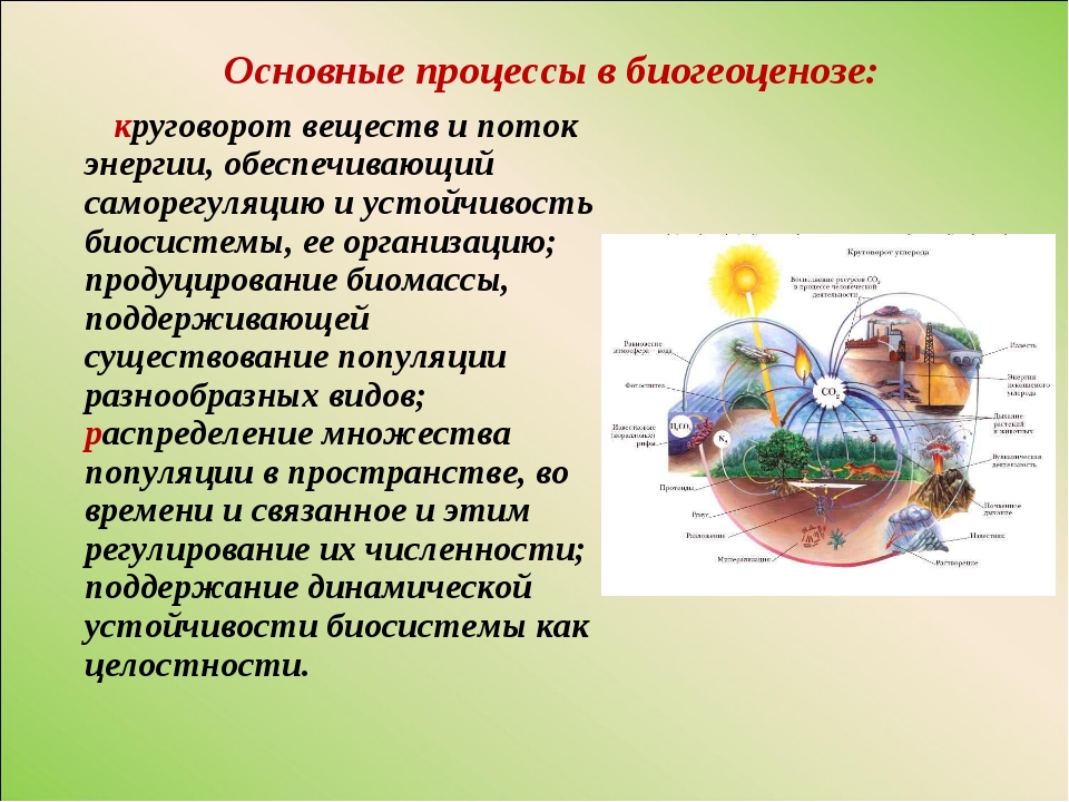 В естественной экосистеме круговорот веществ. Круговорот веществ в биогеоценозе. Процессы экосистемы основные. Основной процесс в экосистеме. Круговорот веществ и энергии в экосистемах.