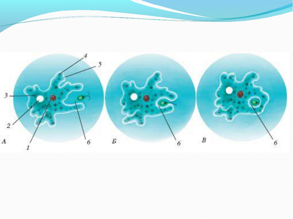 Амеба рисунок по биологии