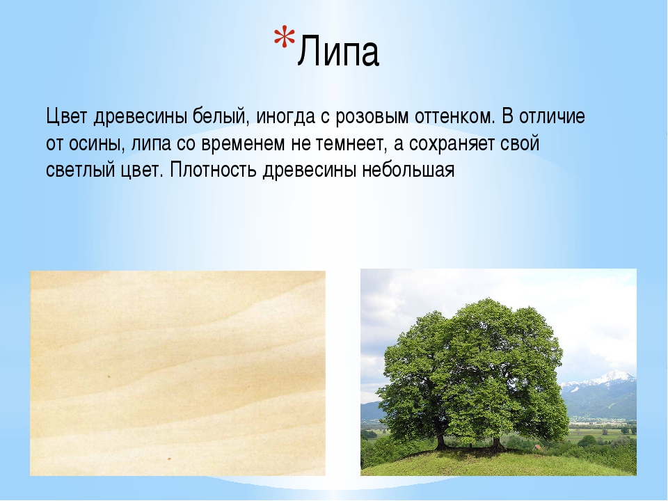 Свойства древесины 5 класс. Липа порода древесины. Липа характеристика дерева. Липа цвет древесины. Липа древесина вид.