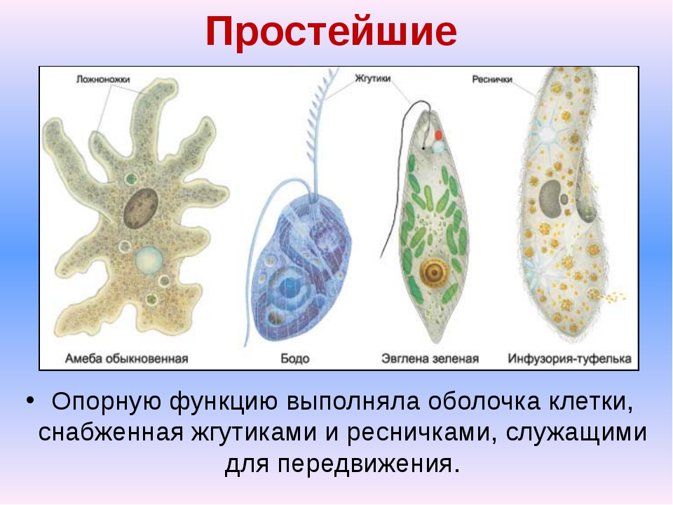 Клетка простейшего животного