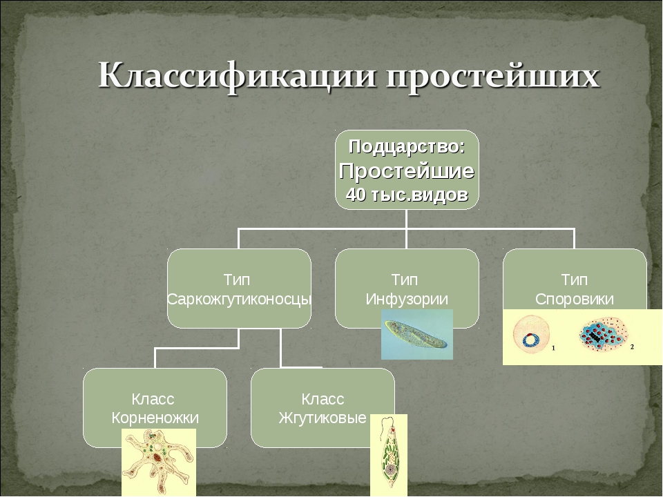 Признаки характерные для животных подцарство простейшие