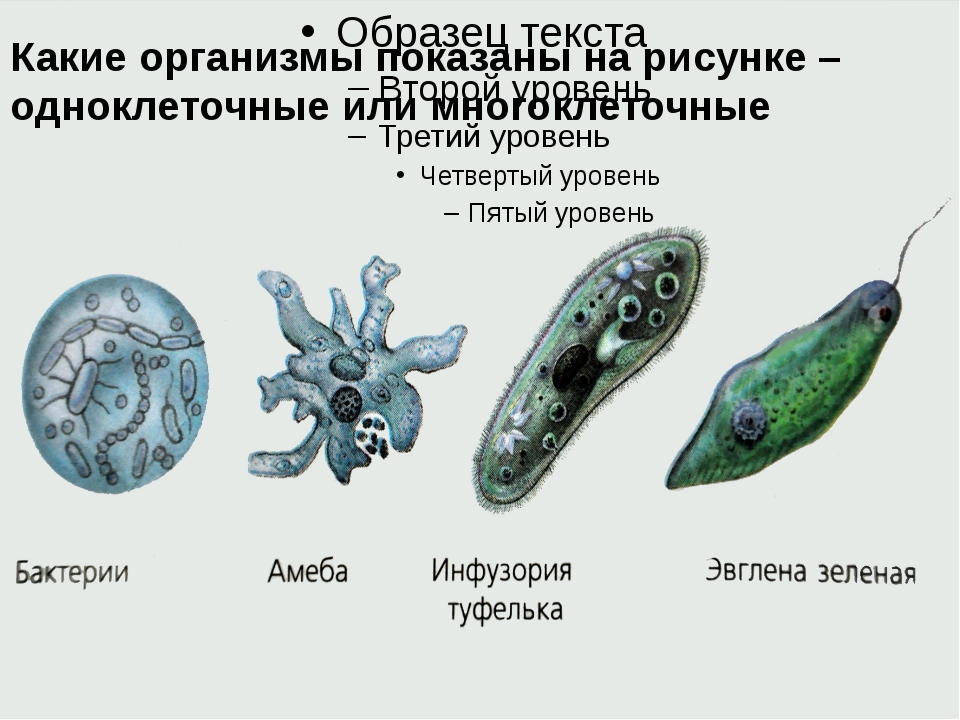 Какие организмы. Простейшие одноклеточные организмы. Одноклеточные организмы названия. Представители одноклеточных животных. Простейшие организмы примеры.