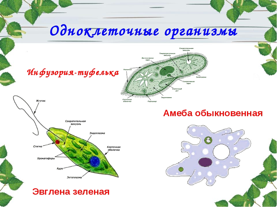 Какие функции выполняет клетка одноклеточного животного. Амеба инфузория туфелька эвглена зеленая. Эвглена зеленая и инфузория туфелька. Инфузория туфелька амеба и одноклеточные. Простейшие одноклеточные организмы строение.