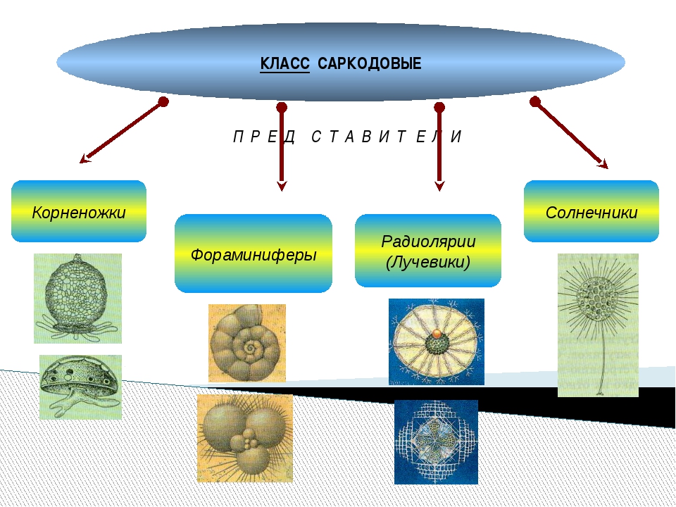 3 саркодовые. Саркодовые (Sarcodina. К простейшим класса Саркодовые относятся. Представители классамсаркодовые. Класс Саркодовые представители.