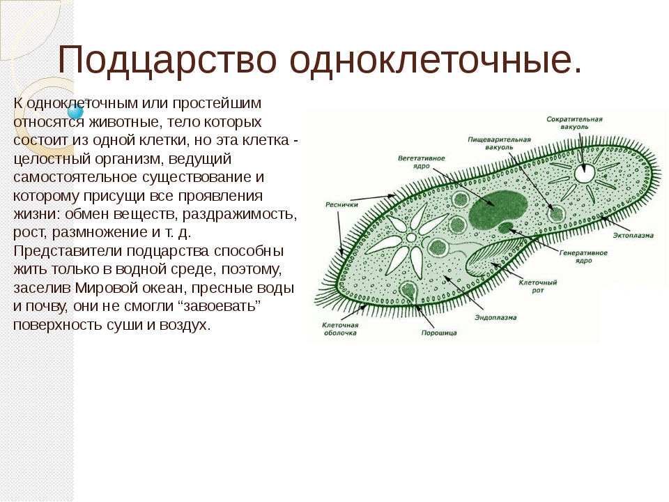 Жизнь клетки одноклеточного организма. Подцарство одноклеточные 5 класс биология. Подцарство одноклеточные 7 класс биология. Краткий конспект по биологии 7 класс Подцарство одноклеточные. Конспект по биологии 7 класс Подцарство одноклеточные.