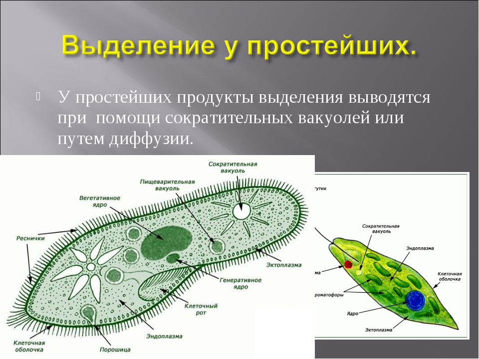 Выделение организмов. Выделительная вакуоль простейших. Сократительная вакуоль протистов. Выделительная система простейших. Сократительные вакуоли инфузории туфельки.