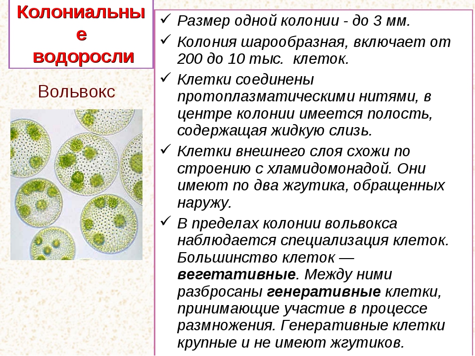 Генеративные клетки имеют. Колониальные жгутиконосцы вольвокс. Одноклеточные водоросли вольвокс. Вегетативные и генеративные клетки вольвокса. Строение вольвокса 7 класс биология.