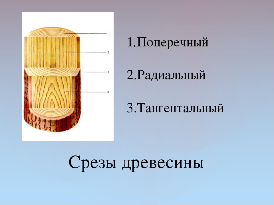 Что такое срез. Тангентальный срез древесины. Тангентальный срез сосны. Тангентальный разрез ствола дерева. Поперечный радиальный тангентальный разрез древесины.