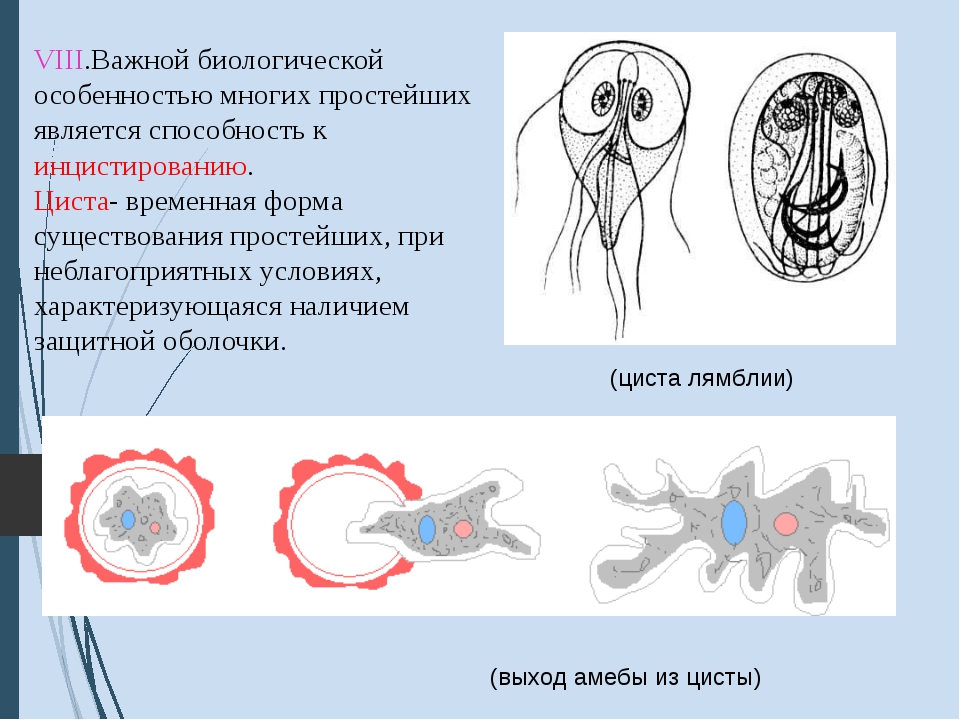 Какое значение в жизни простейших имеют цисты. Способность к инцистированию простейших. Форма существования простейших при неблагоприятных условиях. Циста одноклеточных. Циста это в биологии.