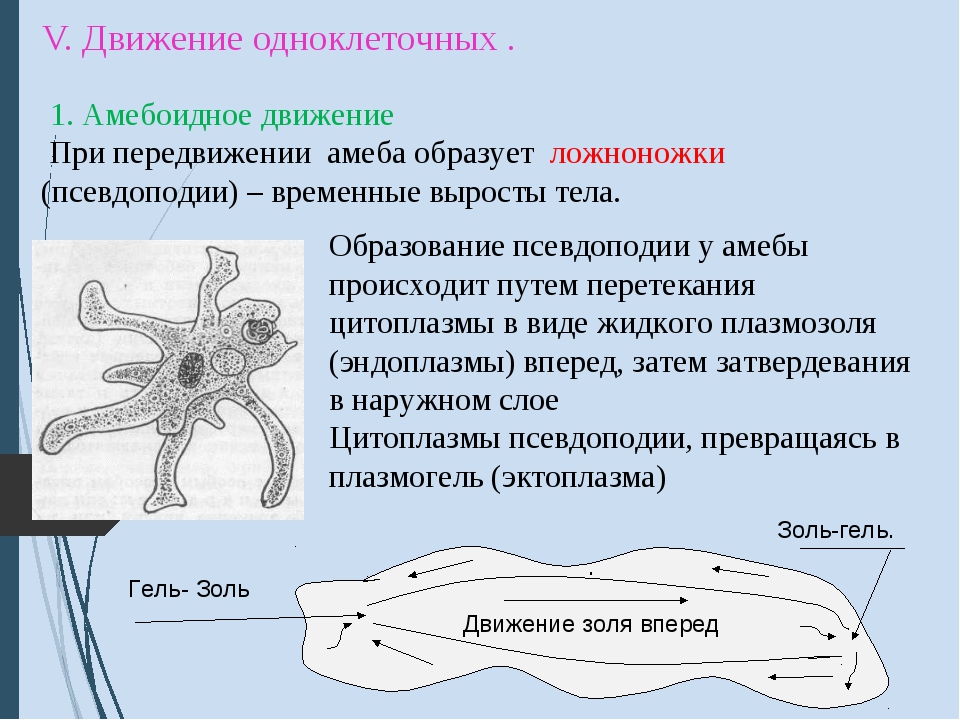 Амеба относится к. Движение амебы. Способ передвижения амебы. Движение амебы обыкновенной. Амёба обыкновенная передвигается.