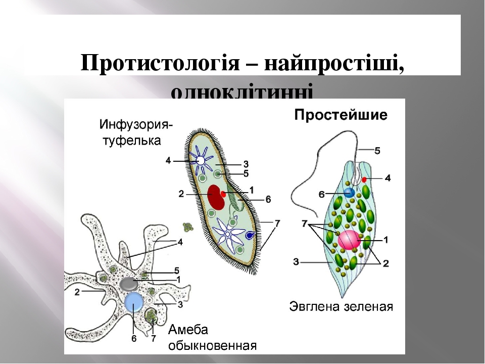 Амеба эвглена инфузория