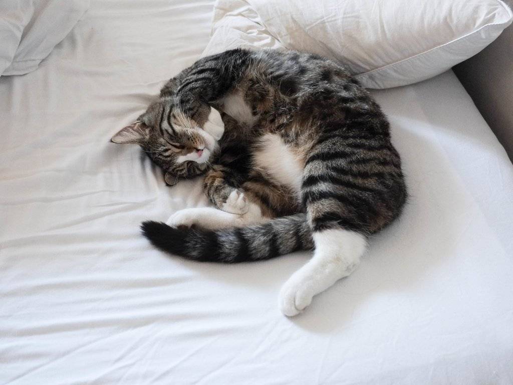 Кот какает на кровать