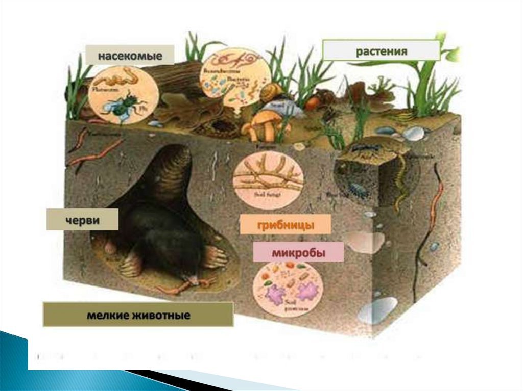 Какая роль живых организмов в почве