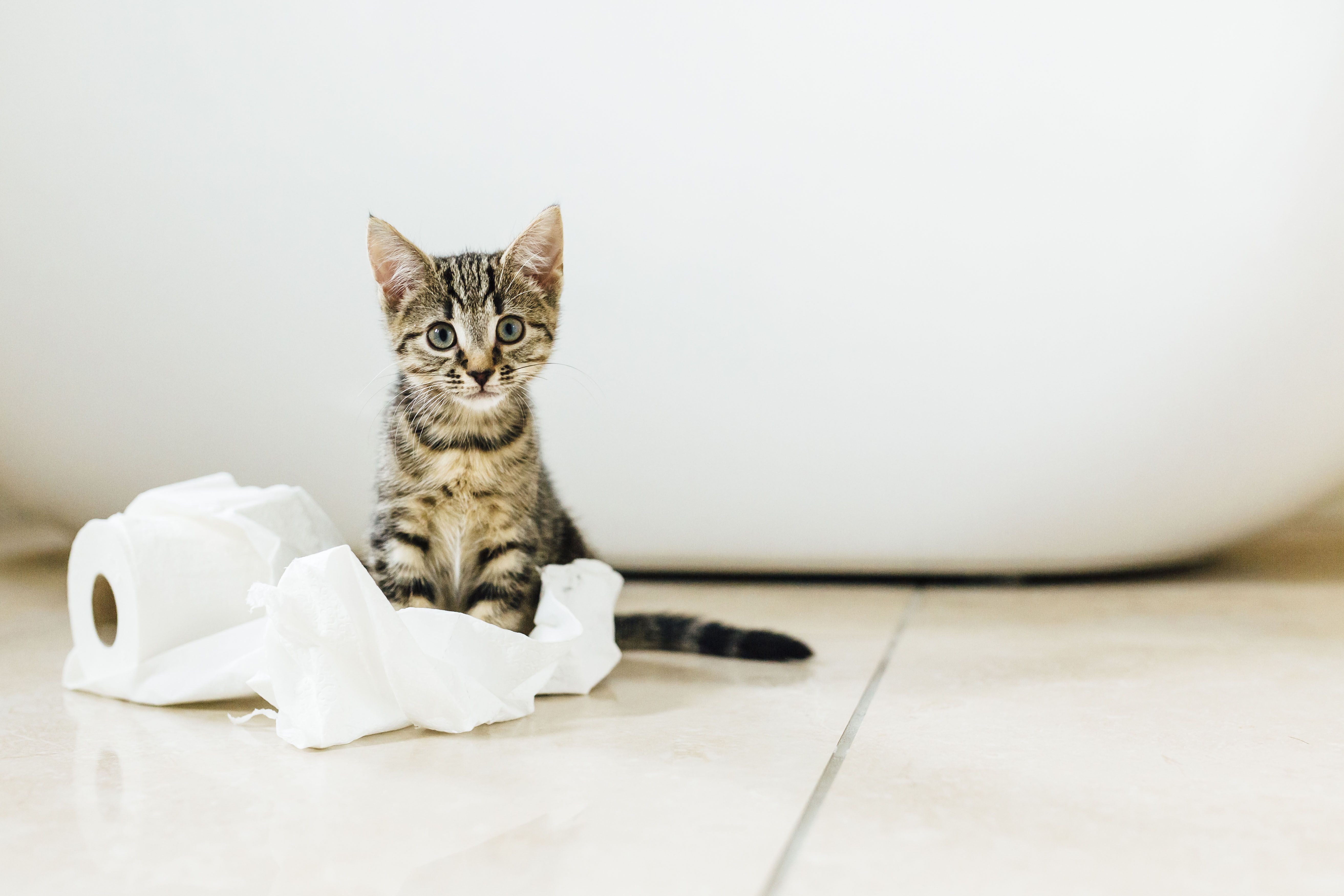 Кошка и туалетная бумага