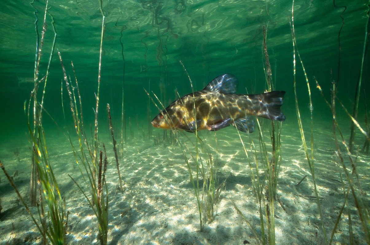 Животные водохранилища. Речное дно. Рыба в озере. Подводные обитатели водоемов. Речная рыба под водой.