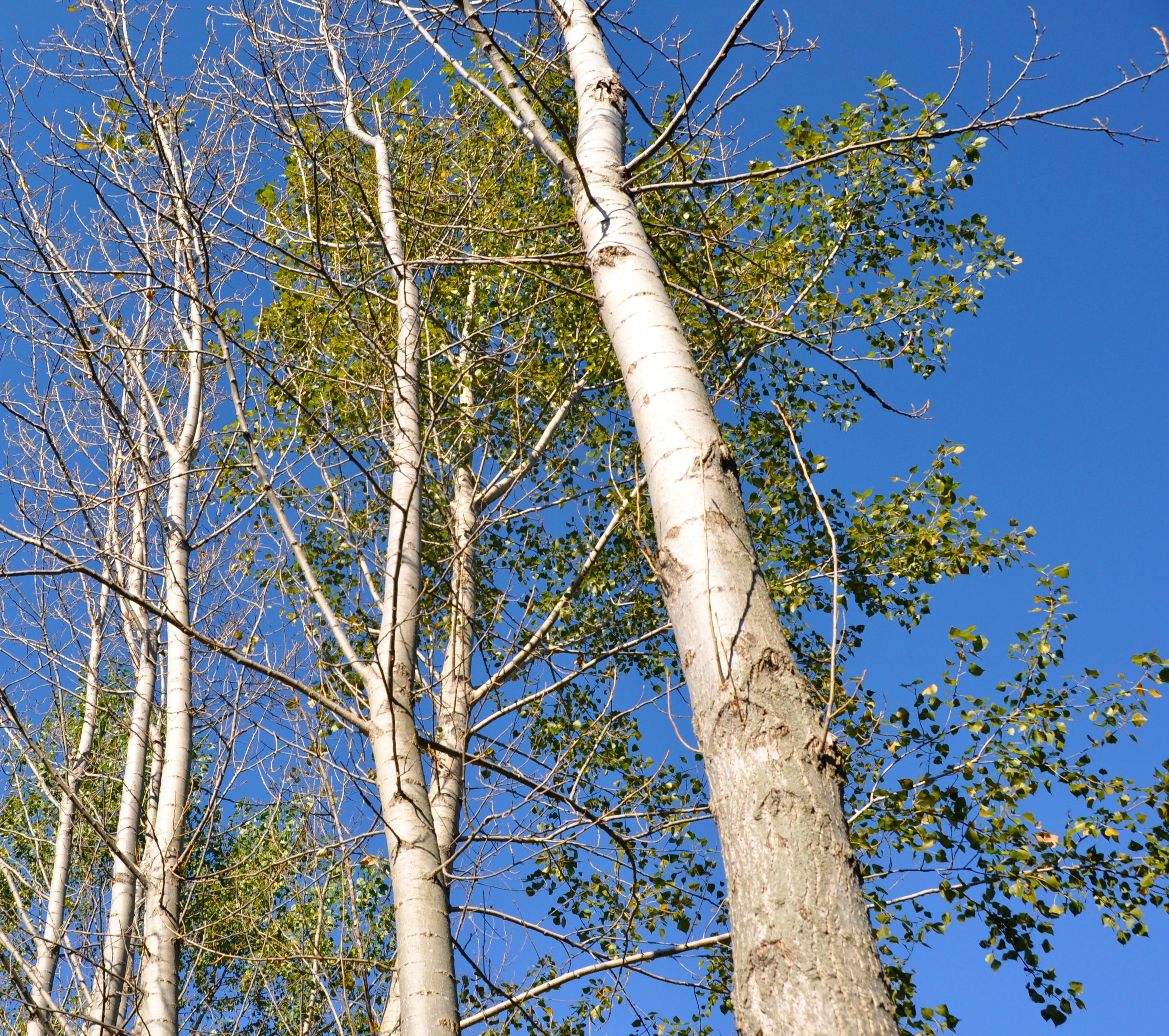 Тополь Populus Alba ствол