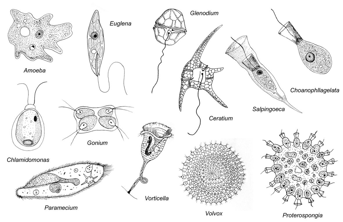 Биологический рисунок это. Царство protozoa. Protozoa типы движений. Протозоа представители. Спорангии protozoa.