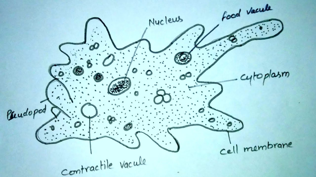 Амеба рисунок в цвете