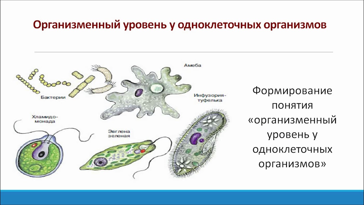 Одноклеточные животные список