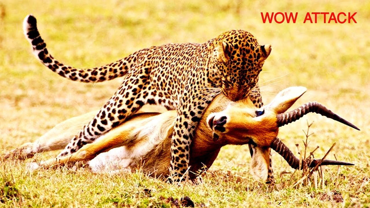 Размножение хищников. Гепард нападает на антилопу. Леопард нападает на антилопу. Гепард атакует.