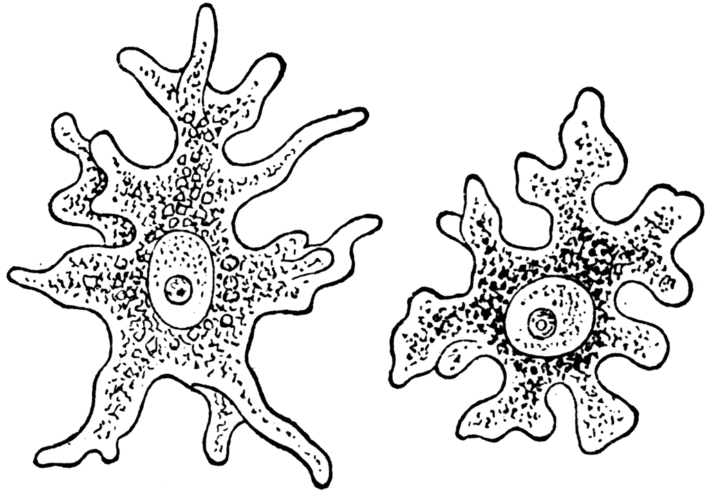 Амеба рисунок по биологии