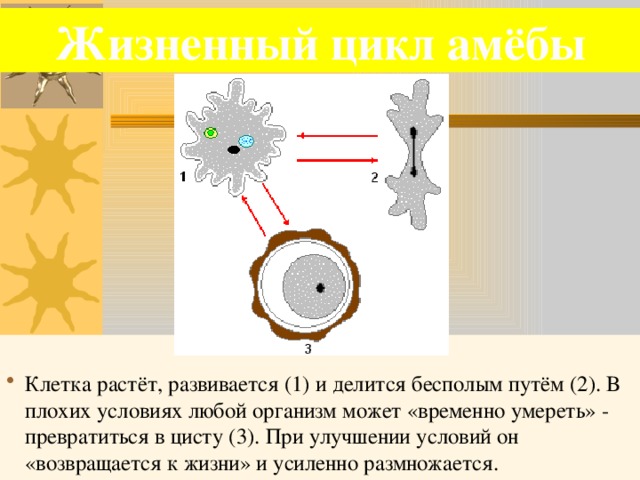 Какой тип питания характерен для амебы обыкновенной изображенной на рисунке 1