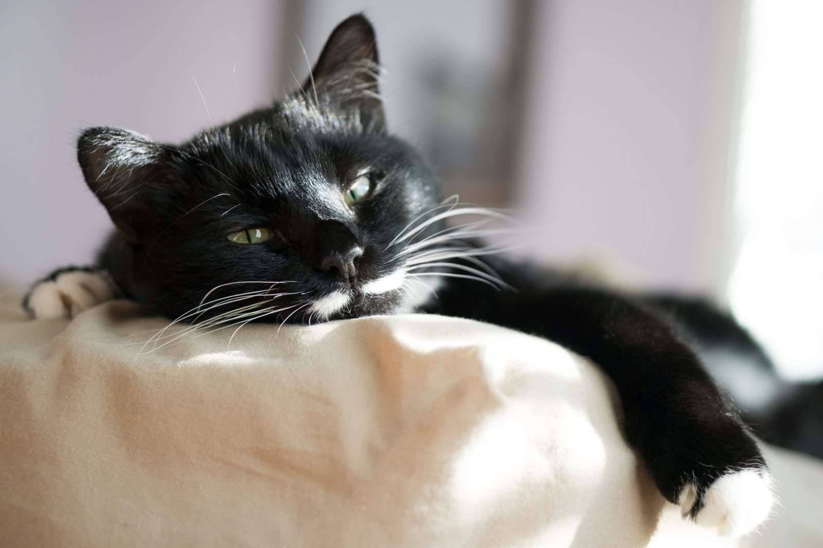Элина кошка