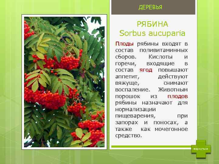 Рябина обыкновенная Sorbus aucuparia. Рябина описание дерева.