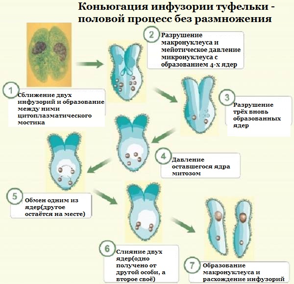 Какой тип питания характерен для инфузории туфельки изображенной на рисунке 1 обоснуйте свой ответ